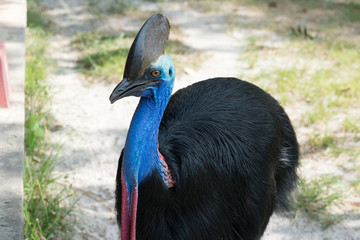Cassowary Bird