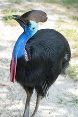 Cassowary Bird