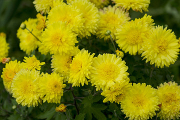 Yellow flowers home street. The flowers grow next to people's homes. Flowers should please men and women.