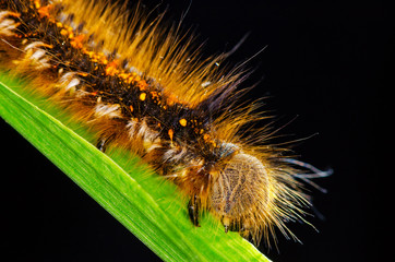 Yellow caterpillar crawling on blade of grass. Russian nature