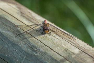 Ruhende Gemeine Heidelibelle (Sympetrum vulgatum)