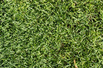 Green grass texture