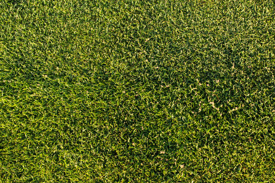 Green Grass Texture