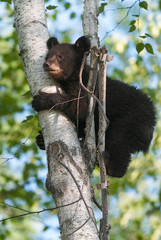 Young Black Bear (Ursus americanus) Clings to Tree