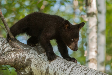 Young Black Bear (Ursus americanus) Walks Down Branch