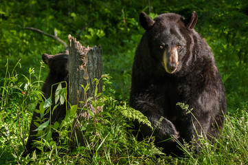 Fototapeta na wymiar Mother Black Bear (Ursus americanus) and Cub Forage in Stump