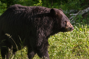 Adult Female Black Bear (Ursus americanus) Looks Right