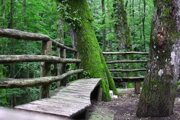 Panca di legno tra gli alberi, Acqua Fidia, Montevergine, Mercogliano, Avellino