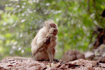 monkey family at the jungle.