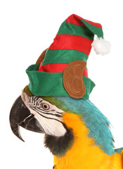 macaw parrot wearing a christmas elf hat