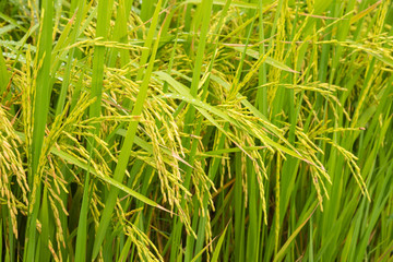 green rice field