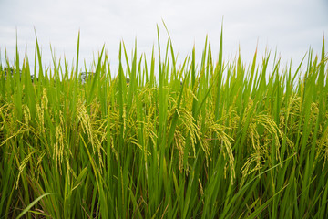 green rice field