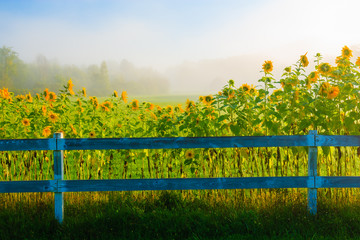 Sunflowers along a white post and rail fence.