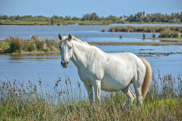 cheval camarguais au bord de l'étang