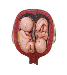 fetus development model