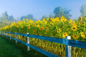 Acrylic prints Sunflower Sunflowers during an early morning fog.
