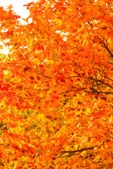 autumn leaves fall trees nature background