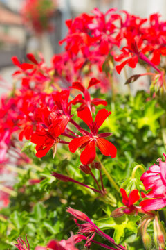 Red flowers. Color image