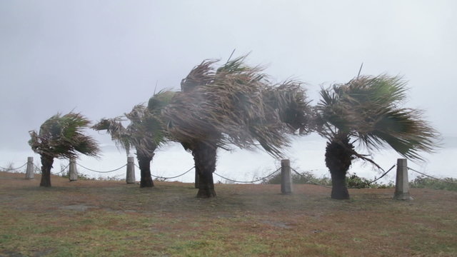 Palm trees blowing in typhoon wind