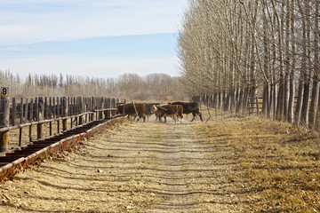 Hereford cattle
