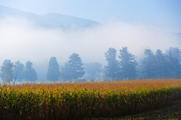 Fototapeta na wymiar Golden cornfield in early morning sunlight.