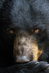 Naklejka premium Portrait of a Black Bear