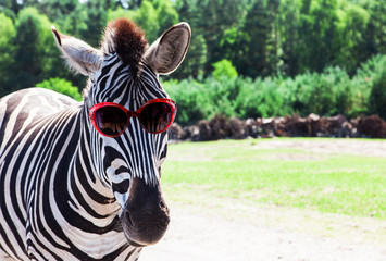 Funny Zebra with sunglasses - obrazy, fototapety, plakaty