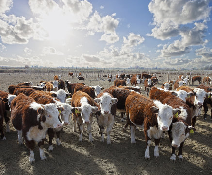 Hareford Cattle On A Farm