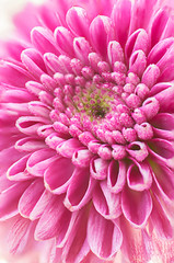 Closeup of Beautiful Pink Chrysanthemum Flower.