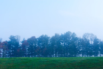 Early morning fog shrouded trees.