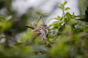 House Sparrow