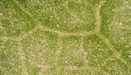 plant cells © toeytoey