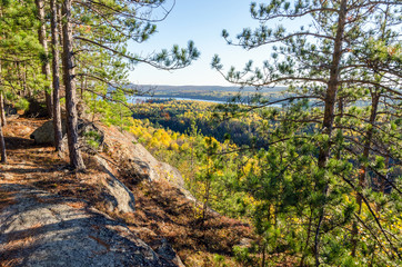 Obraz premium Colorful trees