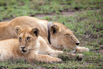 Radio Collared Female African Lioness in Serengeti NP, Tanzania, Africa