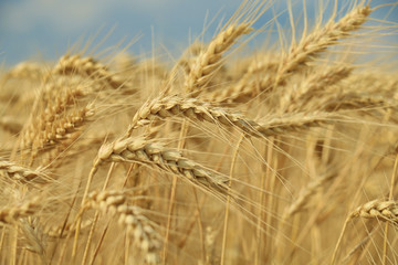 Obraz premium wheat closeup