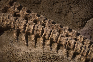 Dinosaur fossil