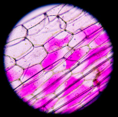 plant cells under microscope.400x