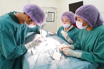 group of veterinarian surgery in operation room 