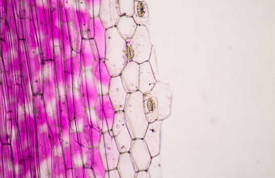 plant cells under microscope.400x