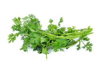 Coriander bunch isolated on white