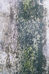 Old concrete wall covered with moss mold in vertical