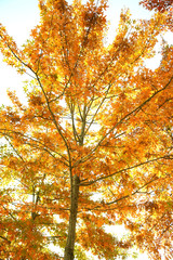 가을풍경 & 가을단풍 이미지
