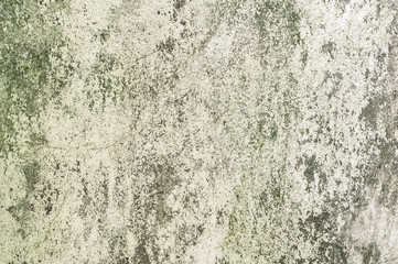 Old concrete wall covered with moss mold