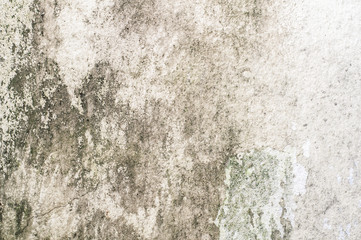 Old concrete wall covered with moss mold