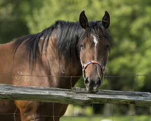 Obraz premium A horse looking over a fence