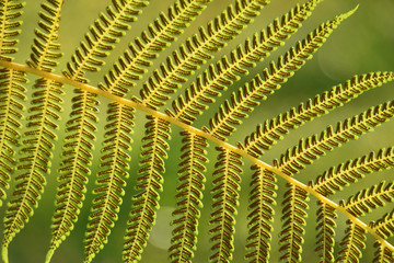 Spores on the back of a fern 