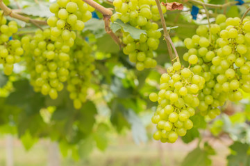 green grapes