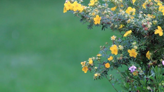 Johanniskraut, Hypericum perforatum, Textfreifl&auml;che
