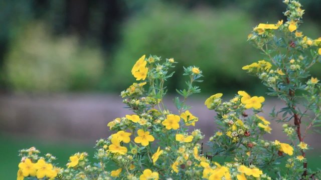 Johanniskraut, Hypericum perforatum, Textfreifl&auml;che
