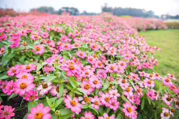 a pink flowers in a garden